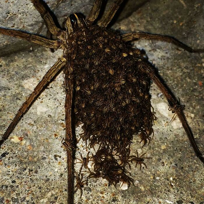 A large spider with hundreds of tiny baby spiders clinging to its back, a terrifying nature pic.