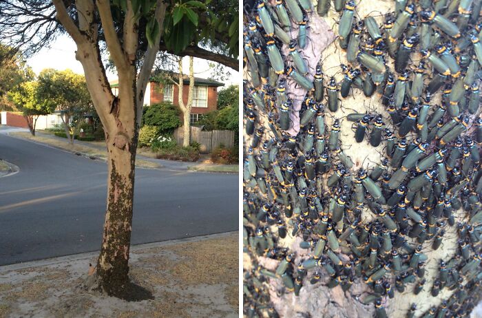 A tree trunk on a suburban street covered in hundreds of dark insects, a terrifying nature pic.