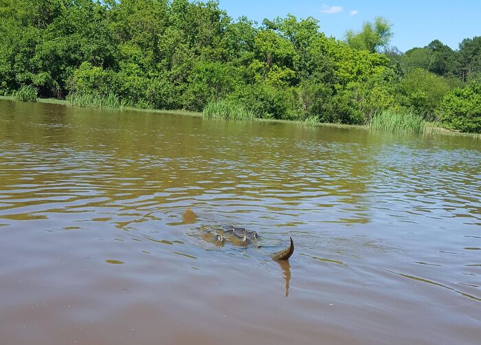 The back of an alligator or crocodile partially submerged in murky water, a terrifying nature pic.
