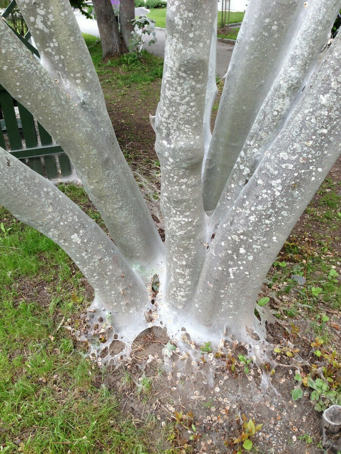 A tree trunk and branches heavily covered in white, wispy spiderwebs, a terrifying nature pic.