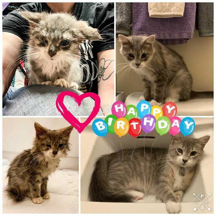 The Rescue Kitty Got Nothing Less Than What She Deserved. Raybrielle Lionheart Is A Whole Year Old Now