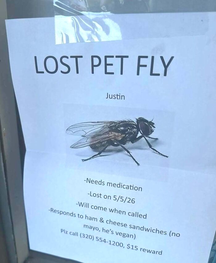 A hilarious meme of a lost pet fly poster with detailed, funny descriptions and a reward.