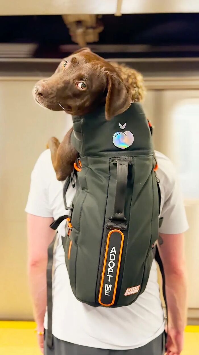 This Content Creator Carries Shelter Dogs Around NYC In A Backpack To Help Them Get Adopted This Content Creator Carries Shelter Dogs Around NYC In A Backpack To Help Them Get Adopted