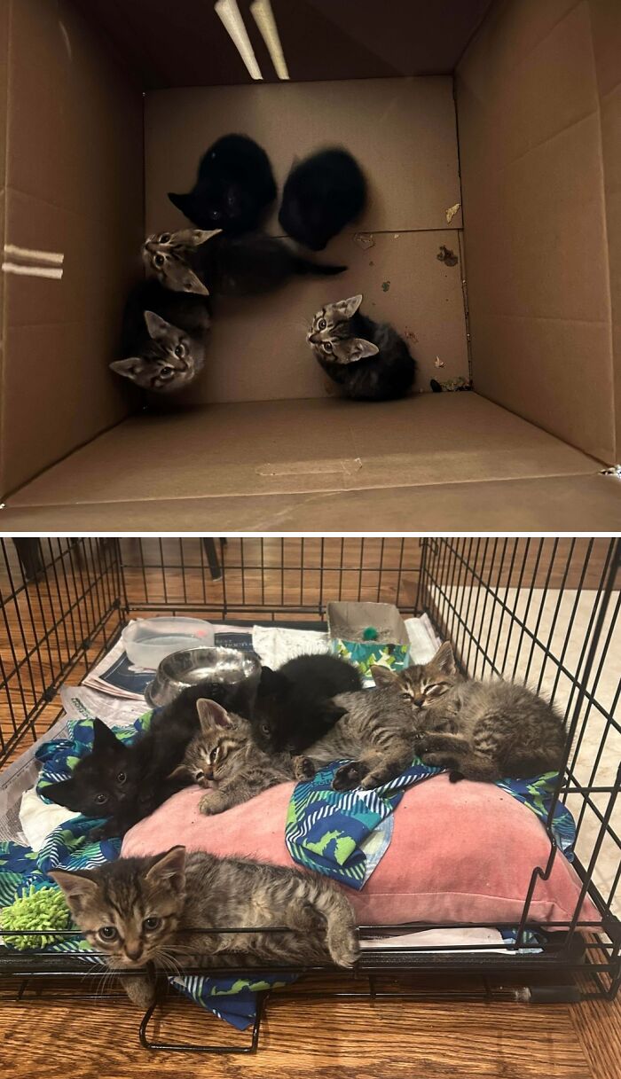 A heartwarming image showing kittens rescued through dumpster diving, looking safe in a box and later in a cage.