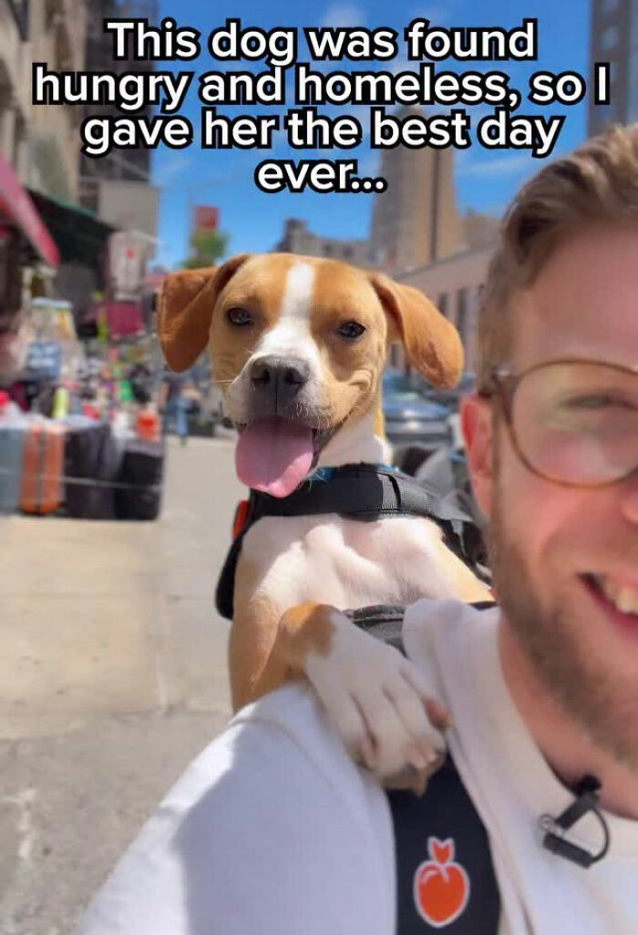 This Content Creator Carries Shelter Dogs Around NYC In A Backpack To Help Them Get Adopted This Content Creator Carries Shelter Dogs Around NYC In A Backpack To Help Them Get Adopted