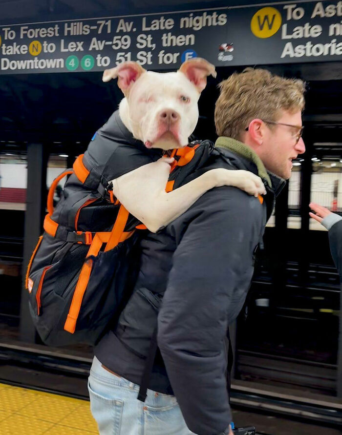 This Content Creator Carries Shelter Dogs Around NYC In A Backpack To Help Them Get Adopted This Content Creator Carries Shelter Dogs Around NYC In A Backpack To Help Them Get Adopted