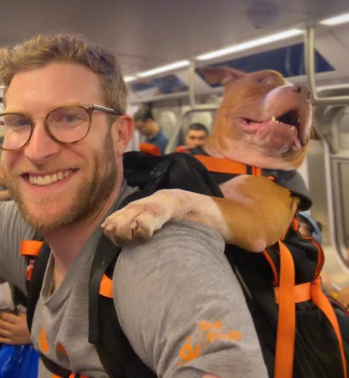 This Content Creator Carries Shelter Dogs Around NYC In A Backpack To Help Them Get Adopted This Content Creator Carries Shelter Dogs Around NYC In A Backpack To Help Them Get Adopted