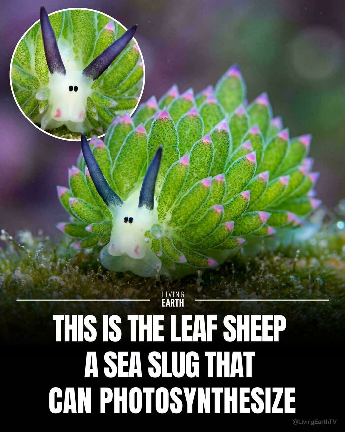 A vibrant green leaf sheep sea slug, an interesting and uplifting post about nature.