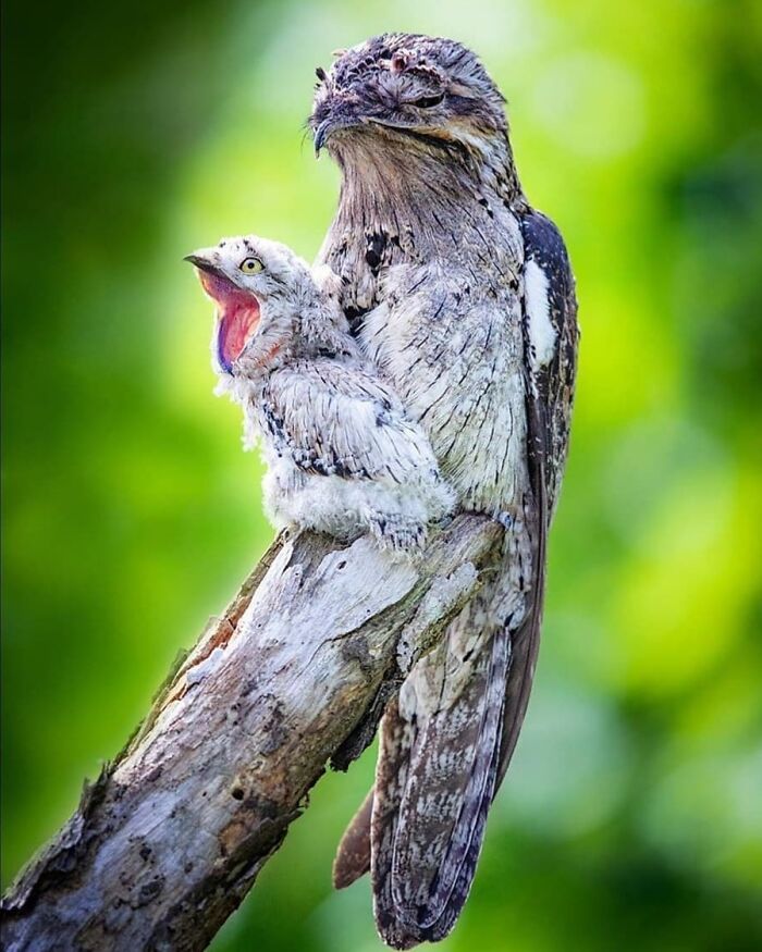 A parent potoo bird and its chick, showcasing rare bird photos and the beauty of nature.