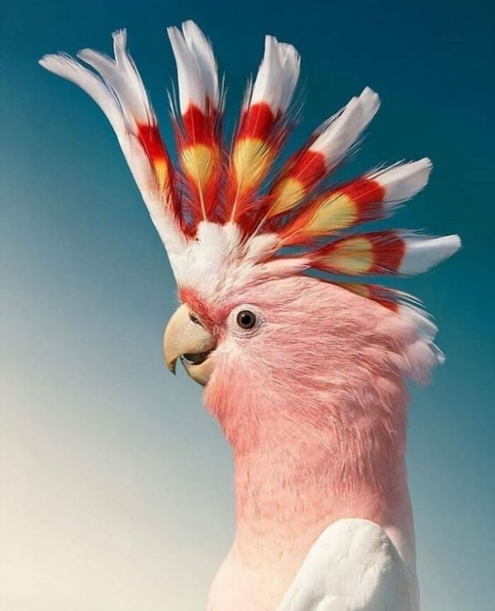 A majestic Major Mitchell's cockatoo, a rare bird, showing off its beautiful pink and white plumage with a stunning crest.