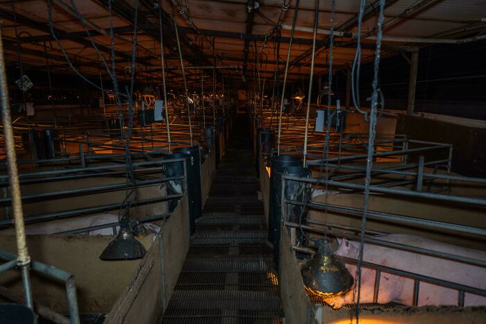 Creepy design fail in a dimly lit farm with pigs in small enclosures, making people uncomfortable.