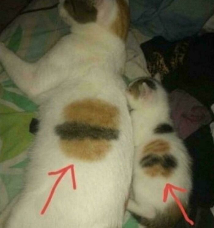Cheezburger Sr. & Cheezburger Jr., Devious Duo Of Can Has