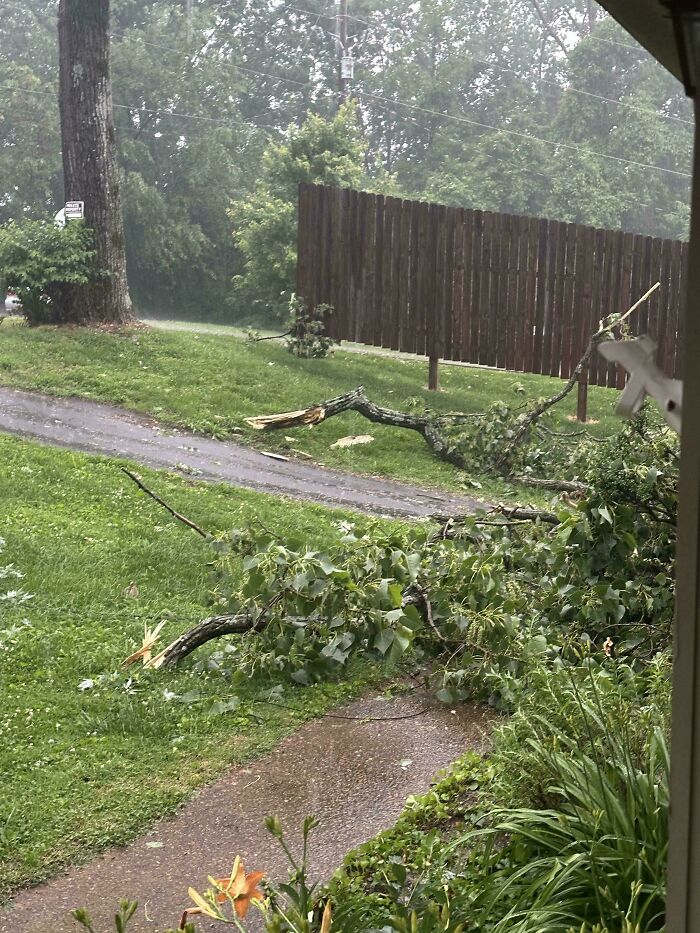 A view of a yard with fallen tree branches after a storm, suggesting damage caused by horrible landlords making a tenant's life miserable.