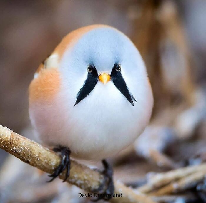 A fluffy, round rare bird, light orange and white with distinct black eye markings, perches on a branch.