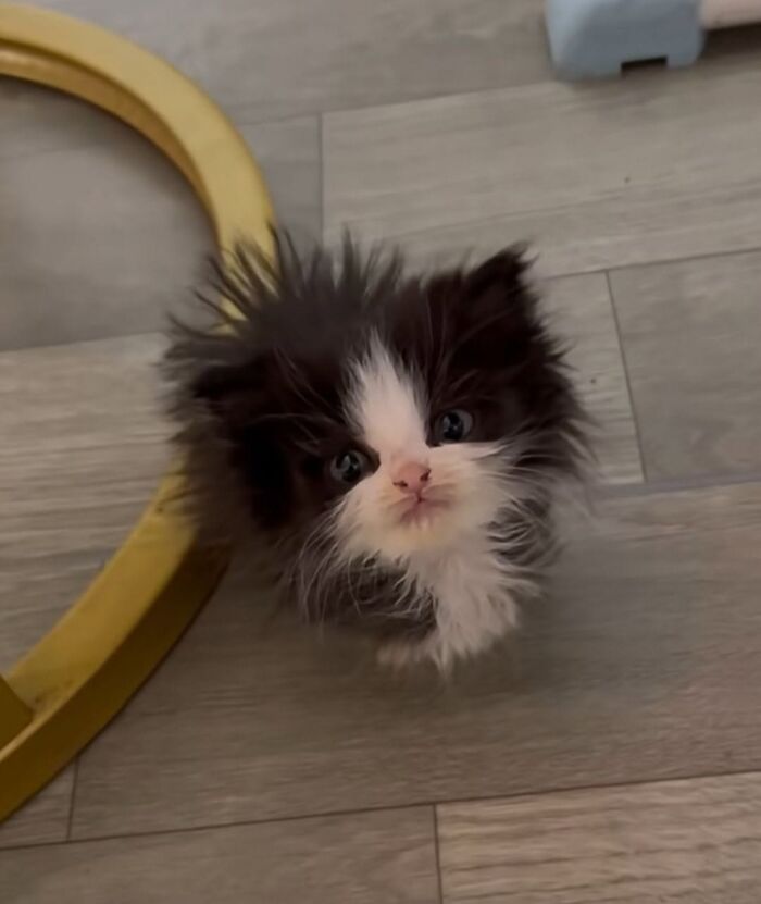 63 Adorable Cat Photos Shared By “Cute Animal Photos To De-Stress” That Are Guaranteed To Brighten Your Day