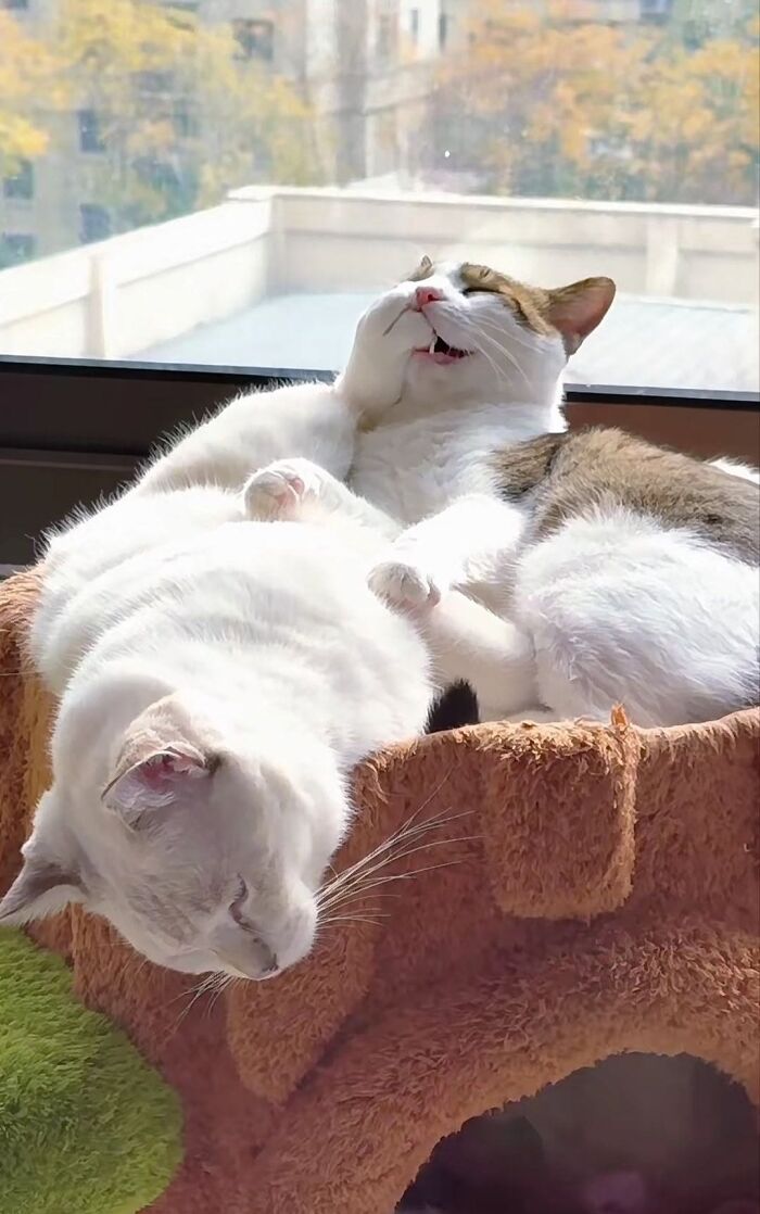 63 Adorable Cat Photos Shared By “Cute Animal Photos To De-Stress” That Are Guaranteed To Brighten Your Day