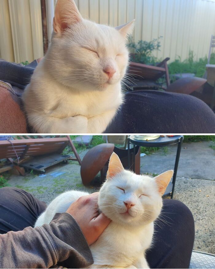 63 Adorable Cat Photos Shared By “Cute Animal Photos To De-Stress” That Are Guaranteed To Brighten Your Day