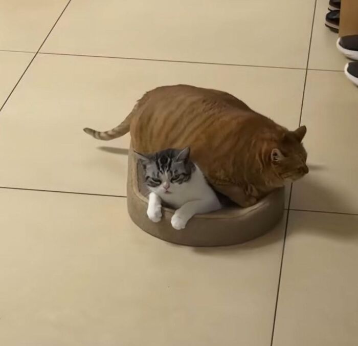 63 Adorable Cat Photos Shared By “Cute Animal Photos To De-Stress” That Are Guaranteed To Brighten Your Day