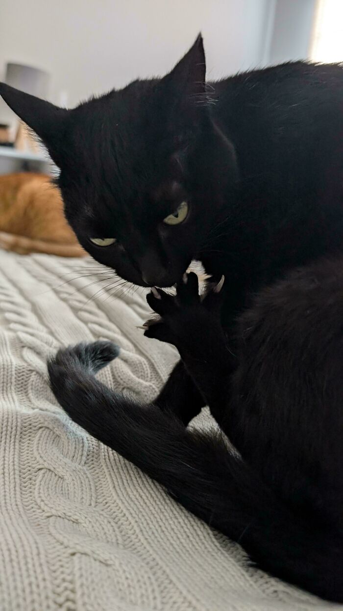 A black cat grooming its paw, exposing sharp cat claws.