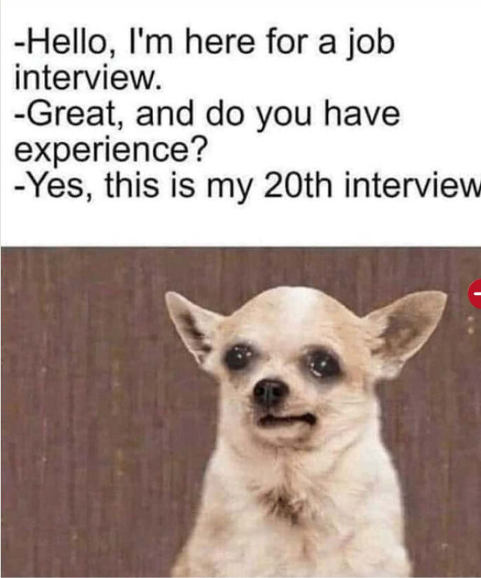 A meme featuring a wide-eyed chihuahua, representing the exhaustion of multiple job interviews. A baffling post about work.
