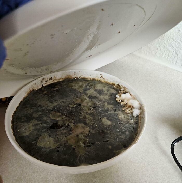 A bowl of dark, moldy food, illustrating the unsanitary habits of horrible roommates.