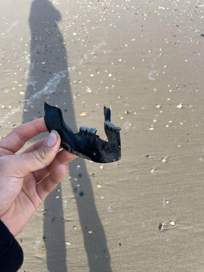 A hand holding a jawbone with teeth on a sandy beach, an unusual item that should really be left alone.