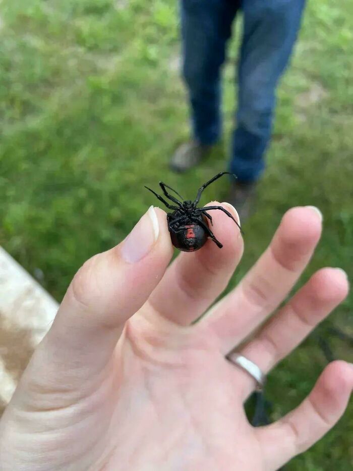 A person's hand carefully holding a black widow spider, a dangerous creature that should be left alone.