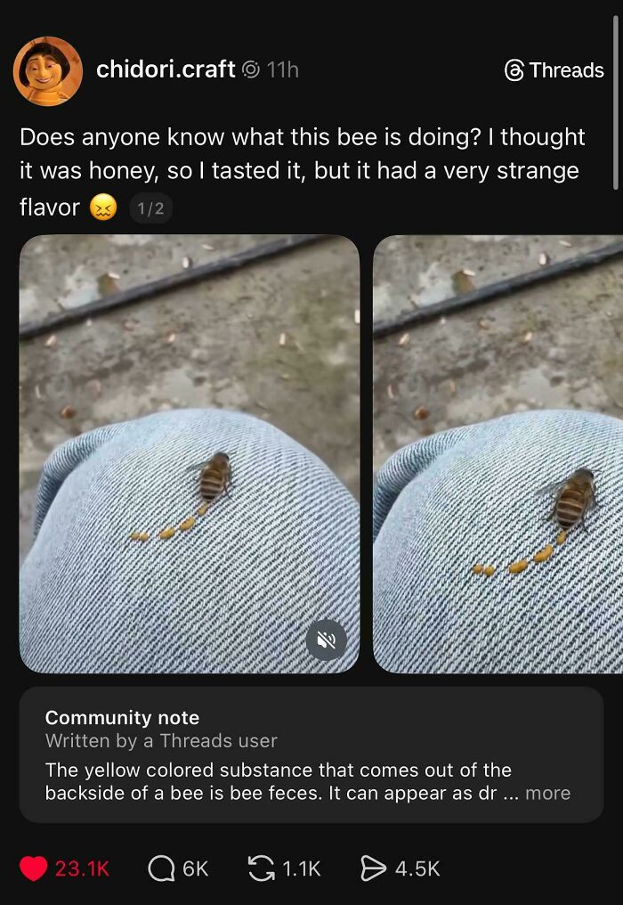 A close-up of a bee leaving a trail of bee feces on someone's jeans, an example of things that should be left alone.
