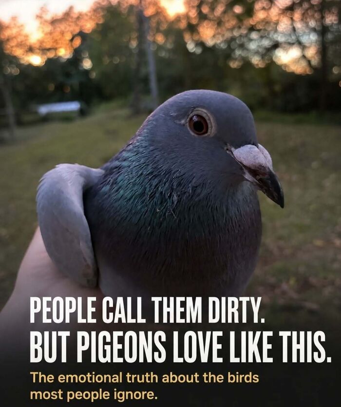 A close-up of a pigeon in a hand, showcasing the emotional stories and surprising facts about animals.