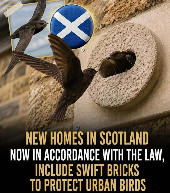 Facts and stories about animals: Swifts flying near a swift brick in Scotland, highlighting new homes protecting urban birds.