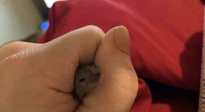 A tiny mouse peeking out from a person's clenched hand, one of the things that should really be left alone.