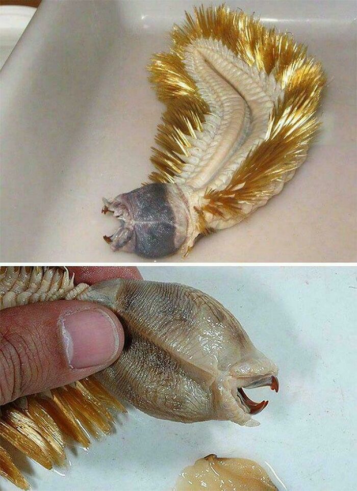 A two-panel image shows a golden-haired sea worm with an open mouth and claws, things that should be left alone.