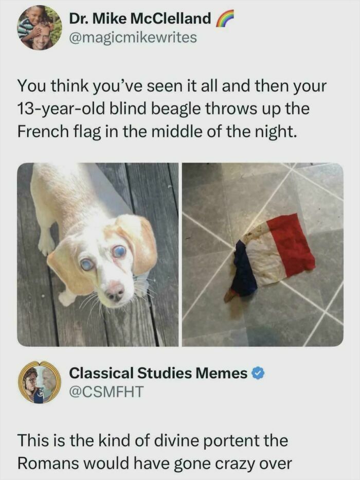 A tweet showing a blind beagle and a French flag, a miscellaneous post to entertain you at work.