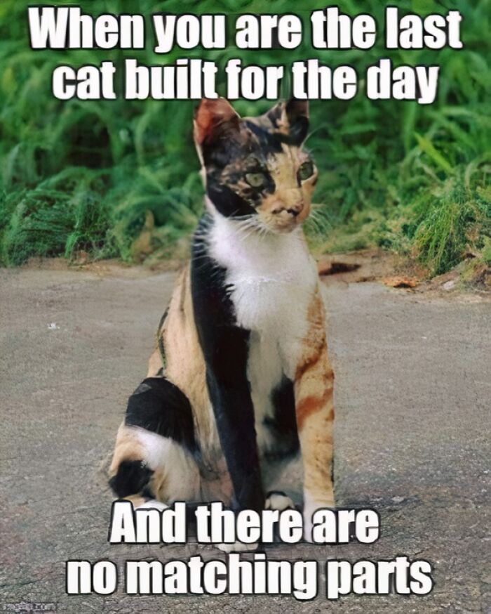 Humorous cat meme about being the last cat built for the day with no matching parts, perfect for entertaining when bored at work.