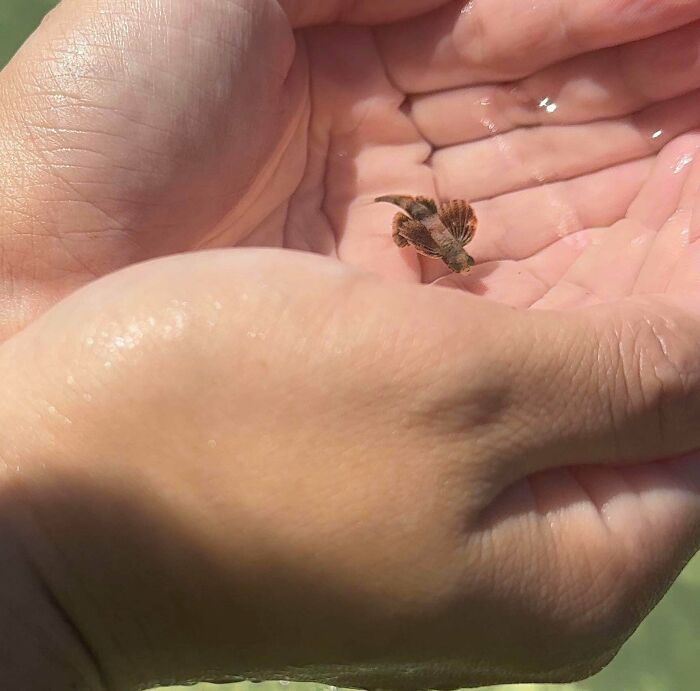 A small, brown, winged insect rests in the wet palm of a hand, things that should be left alone.