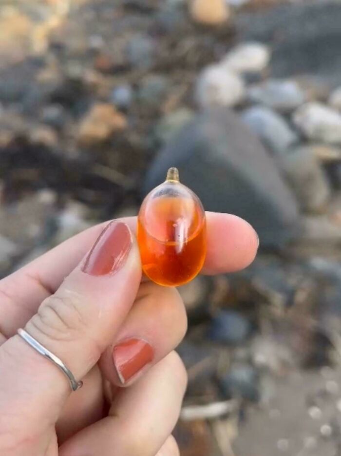 A person's fingers hold a small, translucent orange capsule on a rocky beach, a thing that should be left alone.