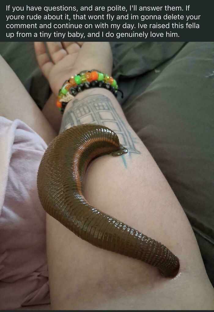 A large brown leech attached to a person's arm, showcasing a creature some prefer to leave alone.