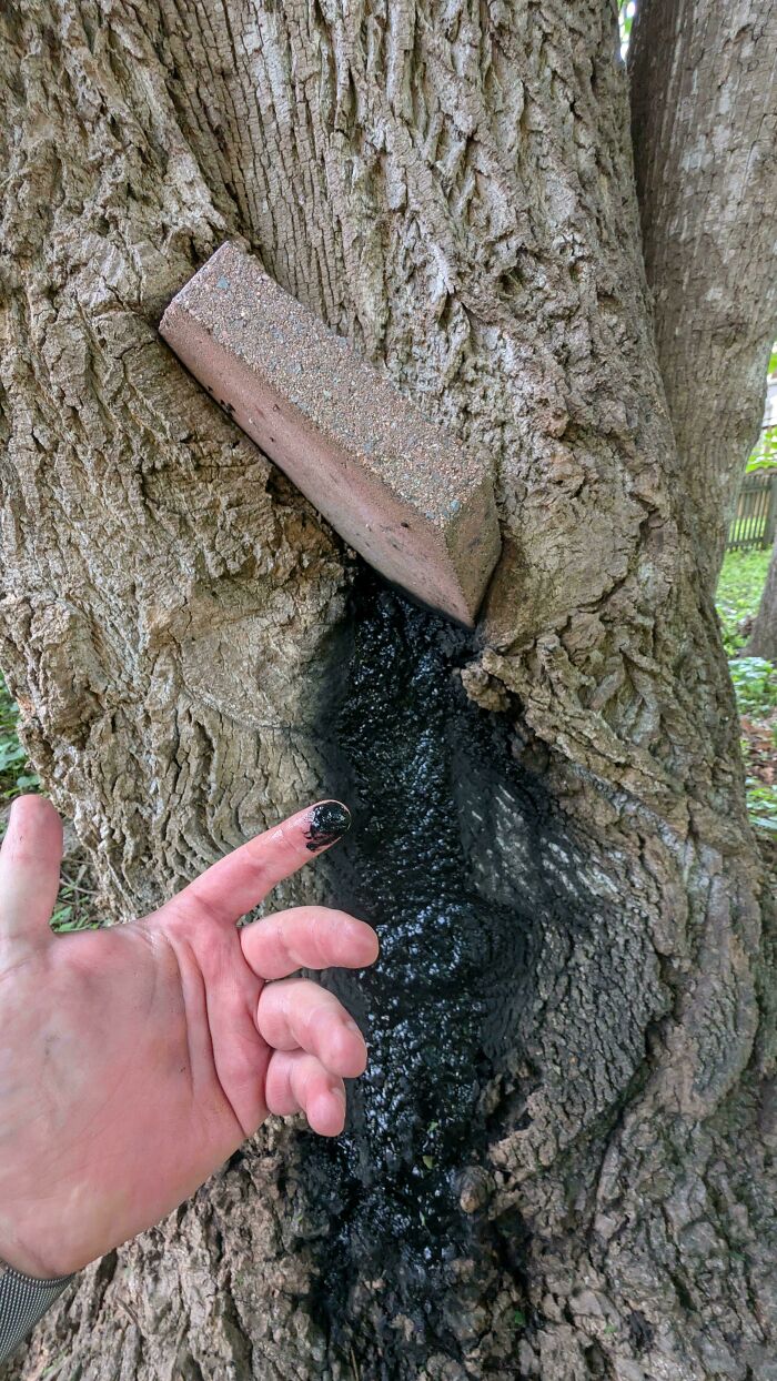 A finger touches black goo seeping from a tree where a brick is lodged, a thing that should be left alone.