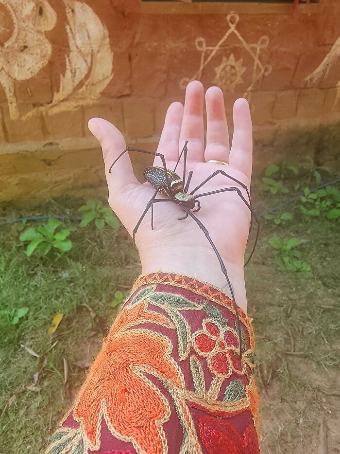 A large, black and yellow spider, possibly a golden orb-weaver, resting on a person's open hand, a thing that should be left alone.