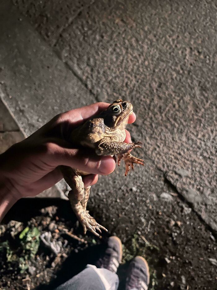 A person's hand holding a large, bumpy-skinned toad with a brown and tan pattern at night, something that should be left alone.