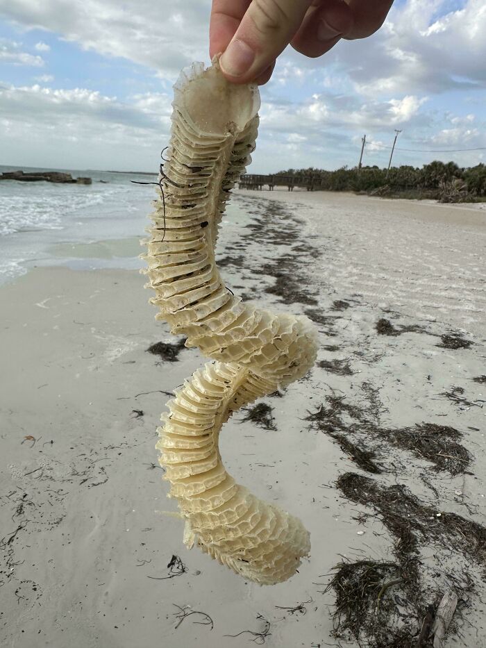 A hand holding a long, textured marine organism resembling a ribbed, spiraling tube on a sandy beach, a thing to be left alone.