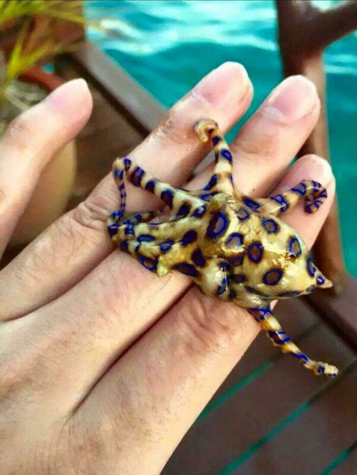 A person holding a small, brightly colored blue-ringed octopus in their open palm, a dangerous thing to touch.