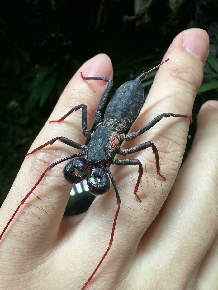 A black whip scorpion with long antennae on a person's hand, one of the many things that should be left alone.