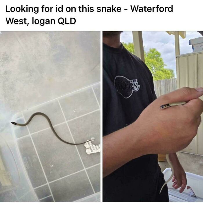 A small snake held by a person and in a plastic container, one of the many things that should be left alone.