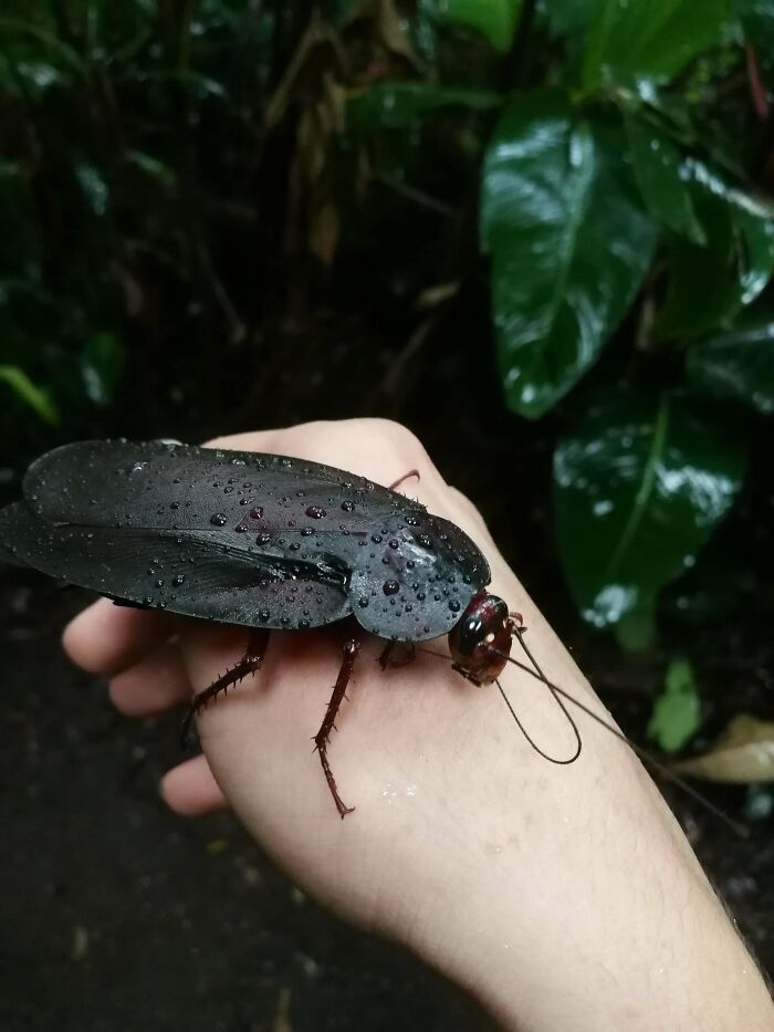 A large, dark cockroach with water droplets on its back resting on a person's hand, things to be left alone.