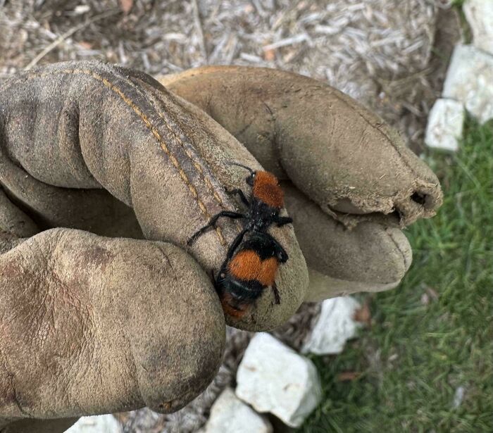 A fuzzy orange and black insect, a velvet ant, on a gloved hand, one of the things to be left alone.