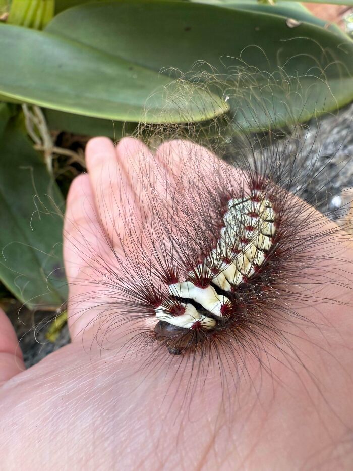A fluffy caterpillar with long black and white bristles sits on a human hand. Things that should be left alone.