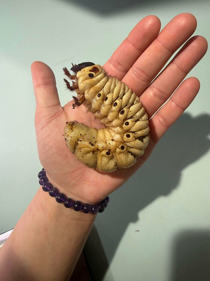A large, pale, segmented grub resting in a person's open palm, demonstrating things that should be left alone.