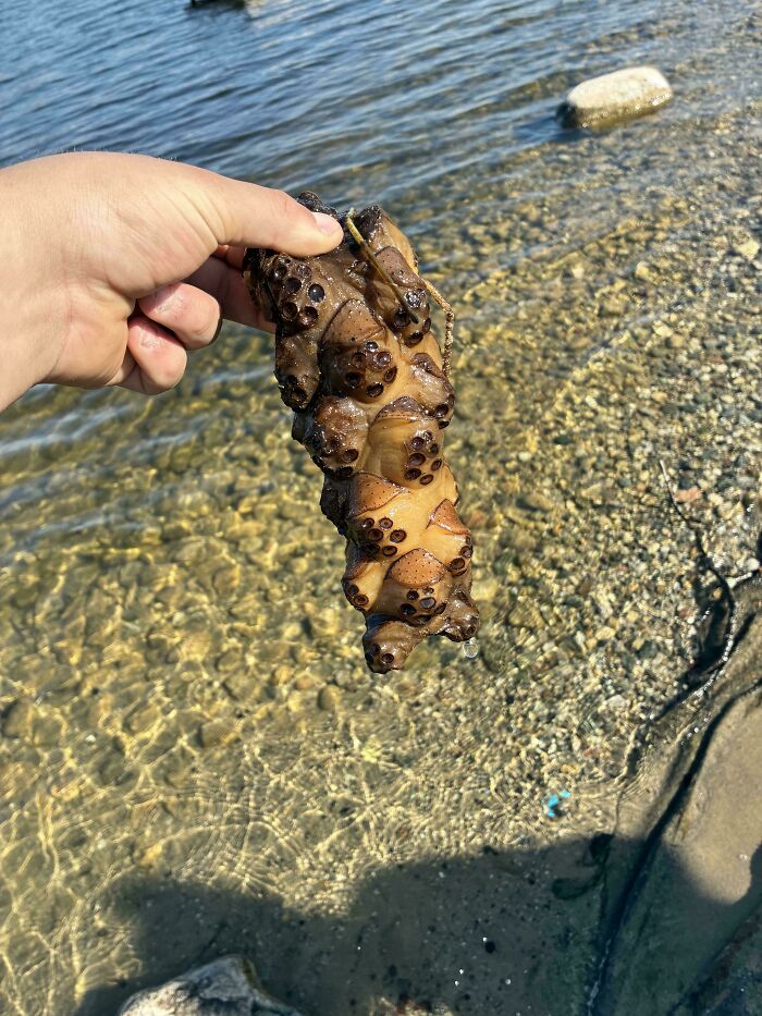 A hand holding a strange, bumpy, brown object pulled from clear water, showing things to be left alone.