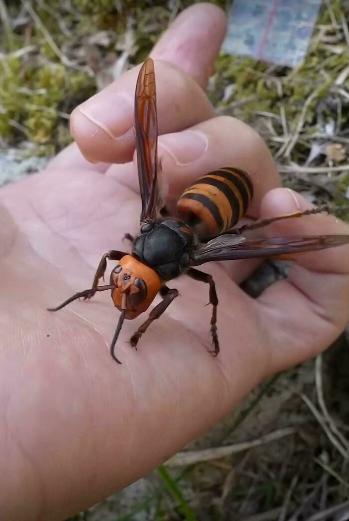 A person holding a giant hornet in their palm, emphasizing things that should really be left alone.